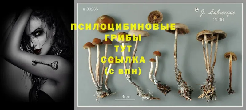 ссылка на мегу зеркало  Динская  Псилоцибиновые грибы Psilocybe 